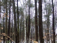 62124CrPeLeUsmWa - A walk in the woods with Kim and Dan.JPG